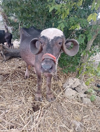 ભેસ  વેસવાનિ છે
