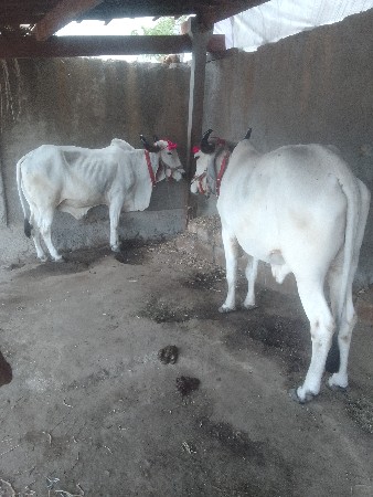 બળદ વેચવાના છે સાટા પણ ચાલે