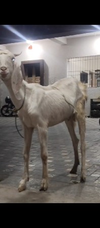 પતીરી બકરી