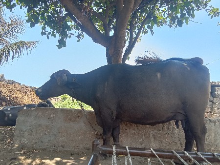ભેસ..વેચવાની છે