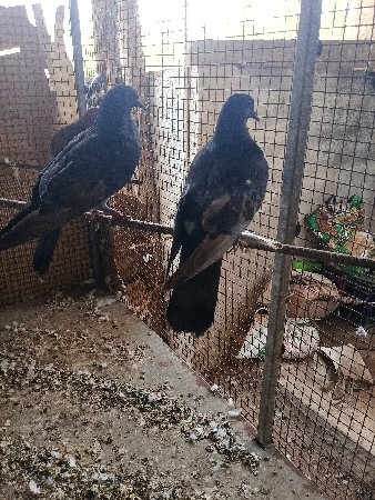 કબૂતર વેચવાના છે