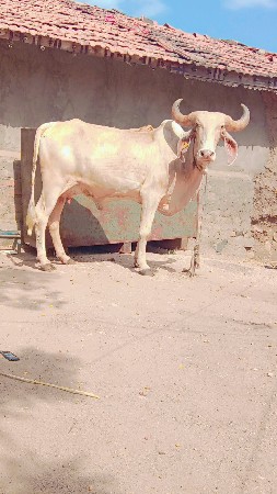 સ્વેત કપીલા