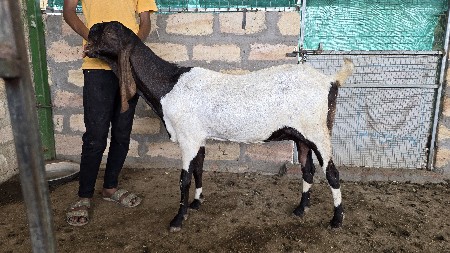 જમનાપારી બકરી