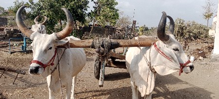 ગોઢલા વેચવા નાછે