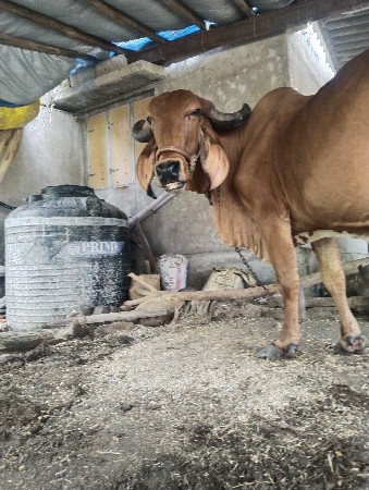 બે ગિર ગાય