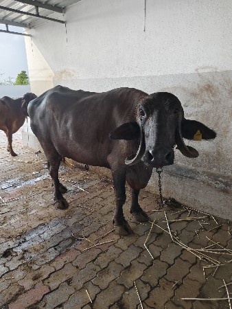 વછેરો ઘોડો વેચવાનો છે