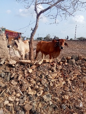 બળદ વેચવાના છે