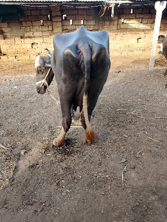 ભેંસ વેચવાની છે