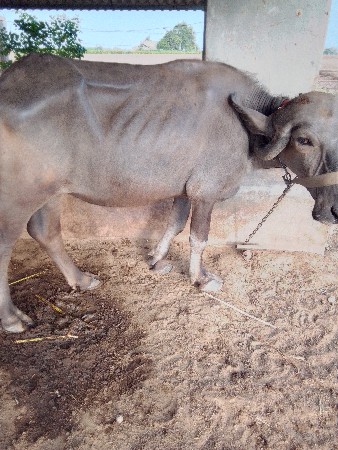 2 ખડેલા વેચવના છે