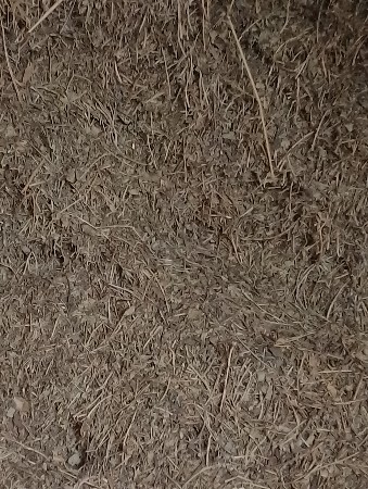 આ મગોટુ વેચવાનું છે.