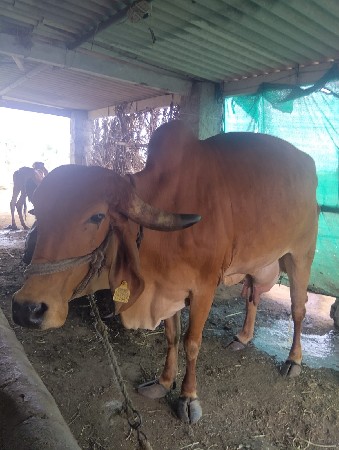 ગાય વેસવાની