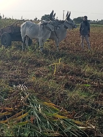 ગોઢલા વેચવાના છે