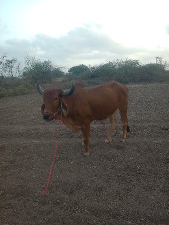 વેચવાનો છે