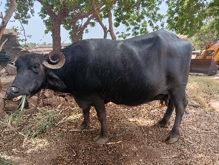 આ ભેશ વેચવા ની છે