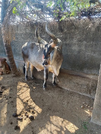 બળદ વેચવાનો છે મો.9925335091