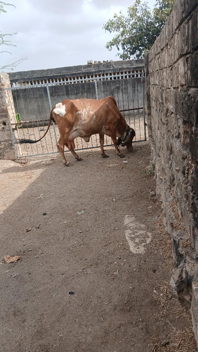 રાજા ગોસ્વામી છે