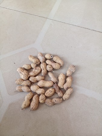 બીટી ૩૨ મગફળી વેચવાની છે