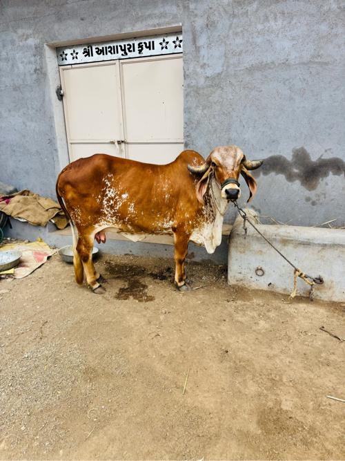 ગીર ગાય