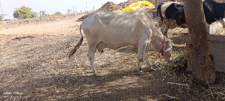 વેસવાની છે