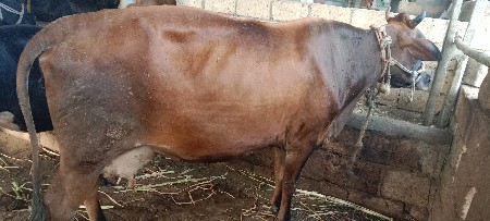 ગાય વેચવાની છે