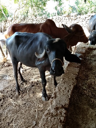 ભેંસ વેચવાની છે