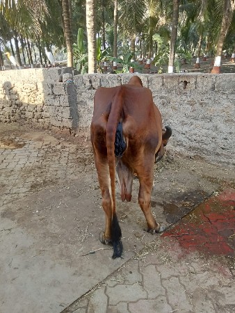 ગીર ગાય વેચવાની છે.