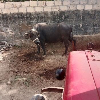 ભેંસ વેચવા ની છે