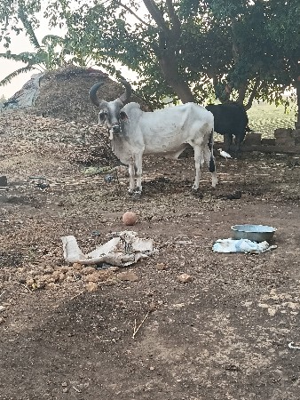 જવાબદારી દેવાના છે