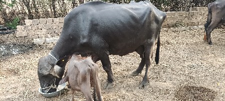 મેઈના. દિવસ ની વિયાણ