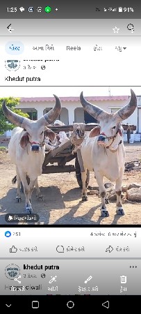 બળદ વેસવા ના સે