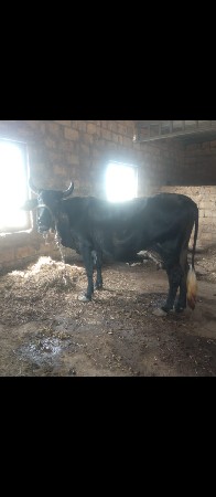 ગીર ક્રોસ ગાય વેસવાની છે