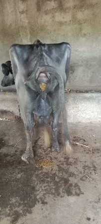ભેંસ
