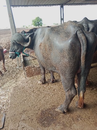 વેસવાનીસેપેલેવેતરસે
