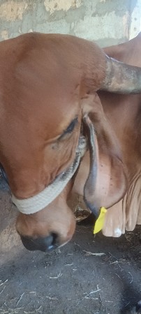 ગાય વેચવાની છે