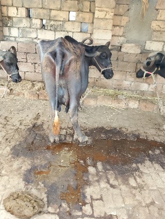 ભેંસ વેચવાની છે