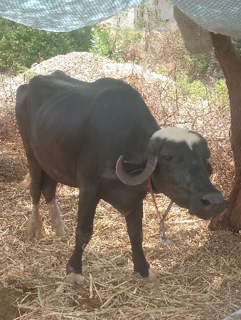 આ ખડેલી વેચવાની છે