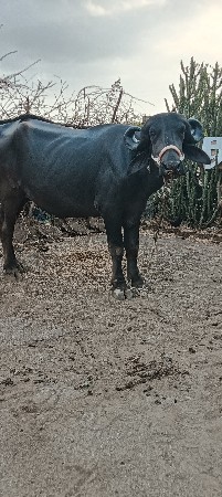 ત્રણ ખડેલી વેચવાની છે