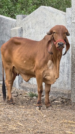 ગીર ગાય વેચવા ની છે