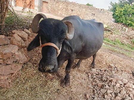 ભેસ વેસવાવાની છે ફુલ જવાબદારી