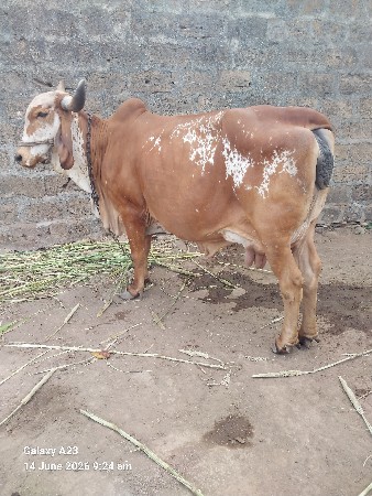 ગાય વેચવાની છે