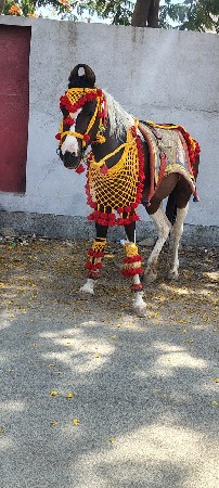 દોડી વેશવાનીછે