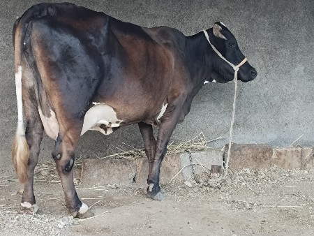 ગાય વેચવાની છે