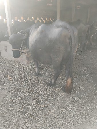 વેસવાનીછે