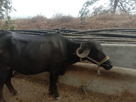 ભેંસ વેચવાની છે