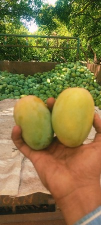કેરી 🥭 વેચવાની છે