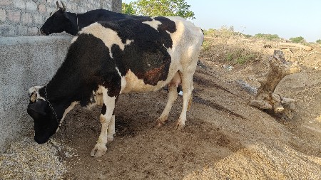 ગાય આપવાની છે