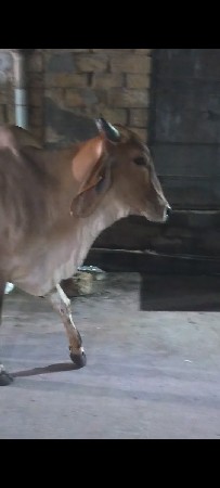 ગાય વેચવા ની છે