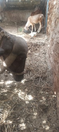 બીજું વેતર ભેંસ