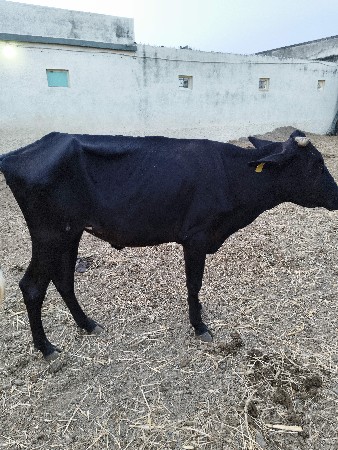 જર્સી ઓડકીયુ વેચવાની છે