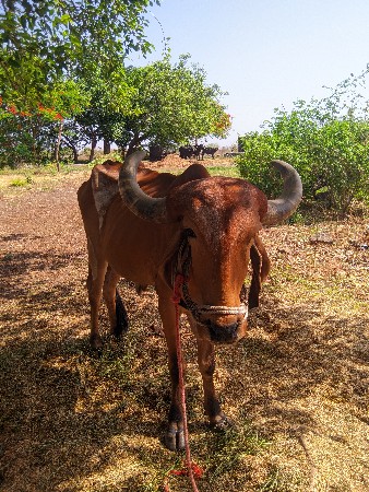બળદ વેસ્વનો સે એક સે